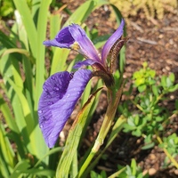 Iris dolichosiphon subsp. orientalis